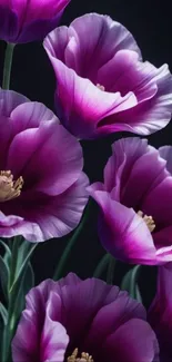 Purple flowers with delicate petals against a dark background.