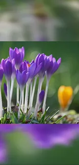 Purple flowers in a lush green setting for mobile wallpaper.