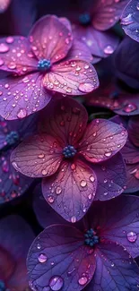 Close-up of purple flowers with dew.