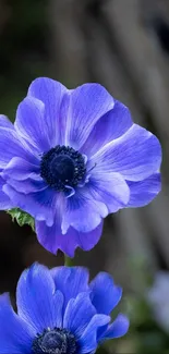 Purple flower with black center and delicate petals in nature.