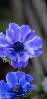 Two vibrant purple anemone flowers in full bloom on a blurred natural background.