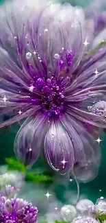 Vibrant purple flower with dew drops, perfect for mobile wallpaper.