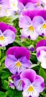 Purple pansy flowers with green leaves wallpaper.