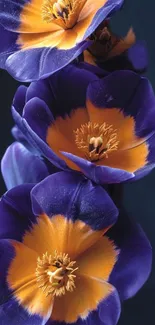 Vibrant purple flowers with orange centers on a dark background