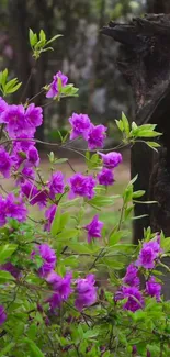 Vibrant purple flowers with green leaves in a natural setting.