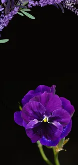 Vibrant purple pansy flower on a dark, elegant background.