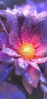 Vibrant purple flower with glowing center and dewy petals.