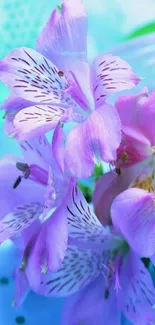 Vibrant purple flowers on a blue background.