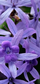 Beautiful wallpaper with vibrant purple flowers and lush green leaves.