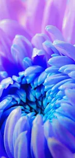 Vibrant purple flower close-up wallpaper.