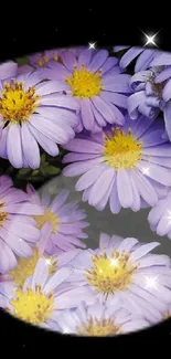 Purple asters mobile wallpaper with vibrant floral accents.