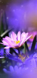 Vibrant purple flowers with a dreamy background.