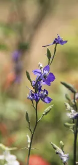 Purple flowers in full bloom in a serene natural setting.