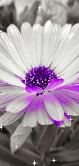 Purple-accented daisy with monochrome leaves.