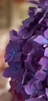 Vibrant purple hydrangea flowers close-up.