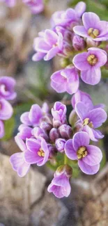 Mobile wallpaper featuring vibrant purple flowers in bloom.