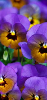 Vibrant purple pansy flowers mobile wallpaper.