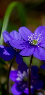 Vibrant purple flowers with green stems and soft blurred background.