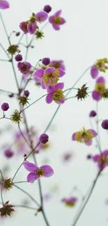 Delicate purple flowers on a minimalist background.