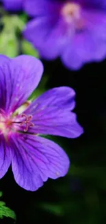 Purple flowers with delicate petals on a dark background, ideal for mobile wallpaper.