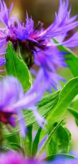 Purple flowers with green leaves wallpaper.