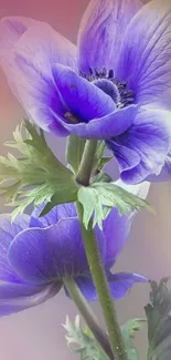 Vibrant purple flowers with green leaves.