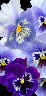 Purple pansy flowers on a dark wallpaper background.