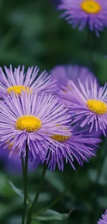 Vibrant purple flowers with yellow centers and green leaves.