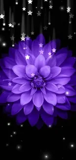 Purple flower with glowing petals against a black starry background.