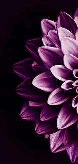 Purple flower with vibrant, detailed petals against a dark background.