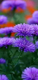 Vibrant purple aster flowers in full bloom with colorful background.