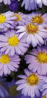 Vibrant purple and yellow daisy flowers forming a beautiful wallpaper.