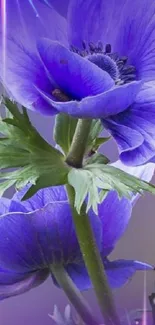 Close-up of a vibrant purple flower with green leaves on a mobile wallpaper.