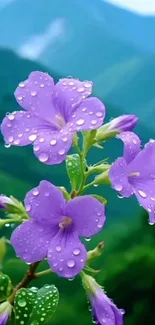 Purple flowers with water droplets in a green mountainous landscape.