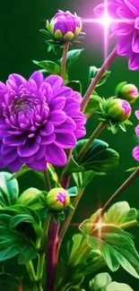 Vibrant purple flowers with green leaves.