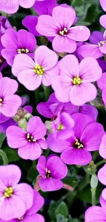 Close-up of vibrant purple flowers in full bloom with green leaves.