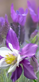 Purple flower close-up with delicate petals.