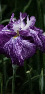 Purple flower with lush green leaves wallpaper.