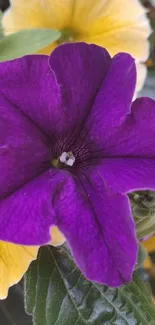 Closeup of a vibrant purple flower with green leaves and yellow background.