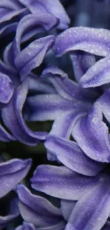 Close-up of vibrant purple flowers with dewdrops.