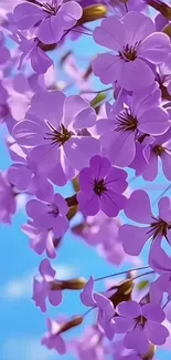 Purple flowers blooming against a sky background.