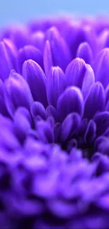 Close-up of a vibrant purple flower in bloom.