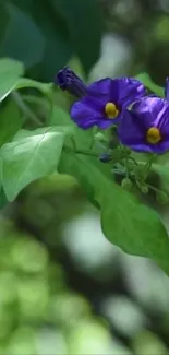 Purple flower and lush green leaves wallpaper.