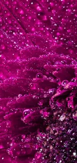 Close-up of a vibrant purple flower with water droplets on petals.