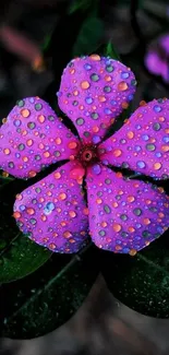 Closeup of a vibrant purple flower with dewdrops on petals.