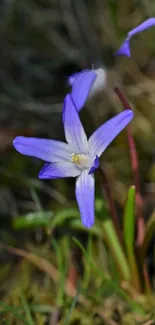 Close-up of a vibrant purple wildflower in natural surroundings.