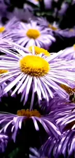 Mobile wallpaper of purple daisies with yellow centers and a bee.