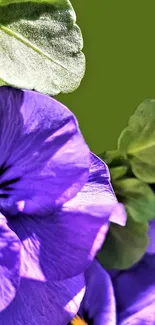 Close-up of vibrant purple flowers with green leaves.