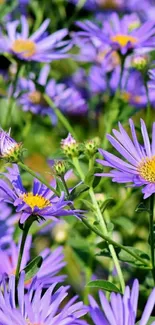 Purple flowers field mobile wallpaper, vibrant and fresh.