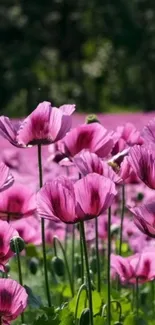 Purple flowers blooming in a lush field.